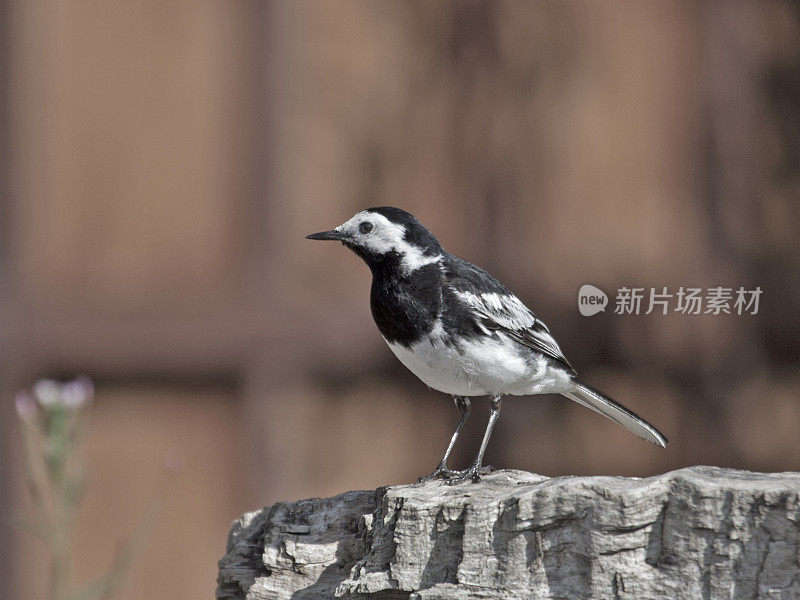 Pied Wagtail (Motacilla alba) Male